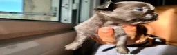 Chihuahua cani in vendita: Cuccioli di chihuahua a pelo lungo Lilac e Blu  - Annuncio 7