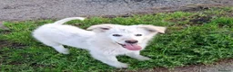 Meticcio cani in regalo: GAIA 🩷-cucciola mix pastore dolcissima,cerca casa - Annuncio 3
