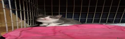 Europeo gatti in regalo: Five e six, fratellino e sorellina, cercano casa - Annuncio 2