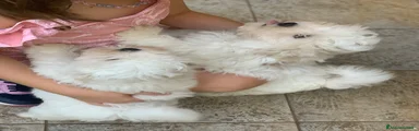 Maltese 1