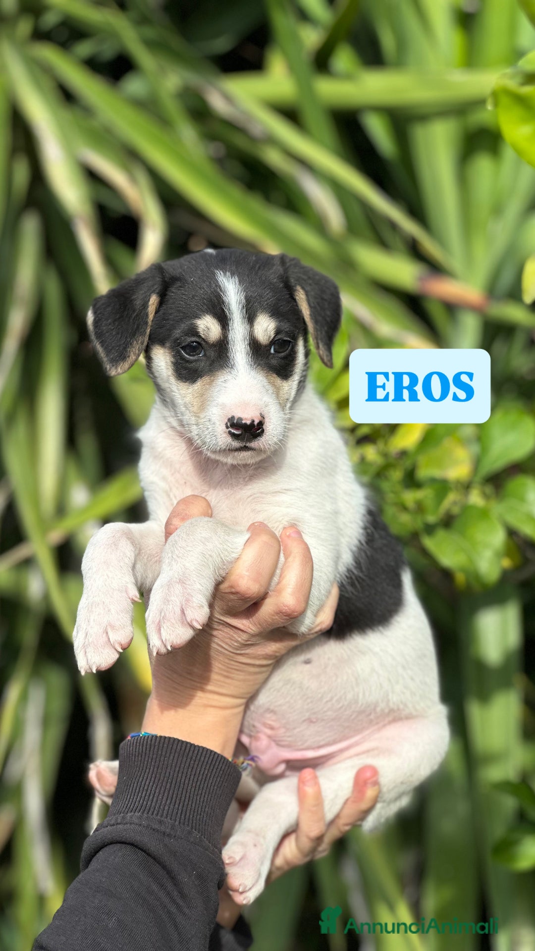 Meticcio cani in regalo: Eros cerca casa - Annuncio 3