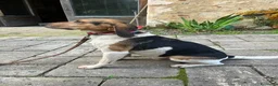 Meticcio cani in regalo: SNOOPY deve lasciare la sua casa! URGENTE a Città Metropolitana di Firenze - Annuncio 2