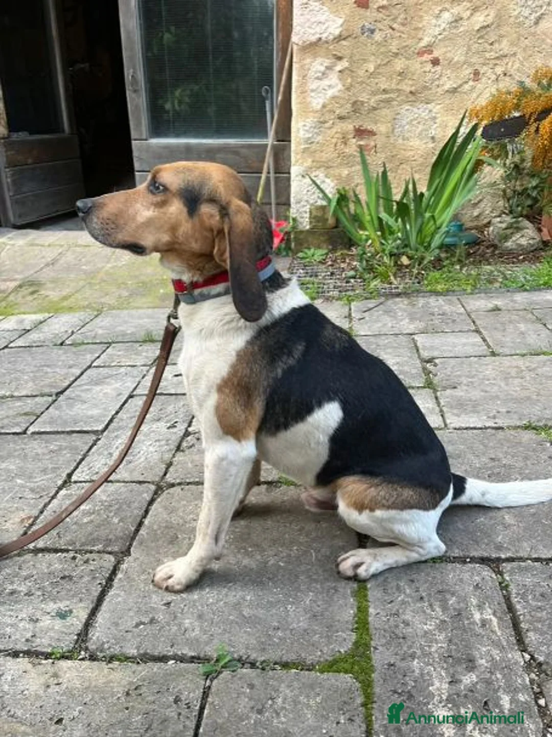 Meticcio cani in regalo: SNOOPY deve lasciare la sua casa! URGENTE a Città Metropolitana di Firenze - Annuncio 2