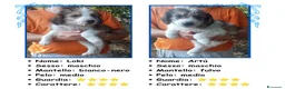Pastore Asia Centrale cani in vendita: Cuccioli Cane da Pastore dell'Asia Centrale - Annuncio 7