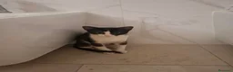 Meticcio gatti in regalo: Burrito dolcissimo micetto in adozione  - Annuncio 4