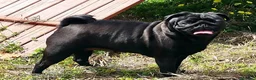 Carlino cani in vendita: Cuccioli carlino con pedigree ENCI  - Annuncio 3