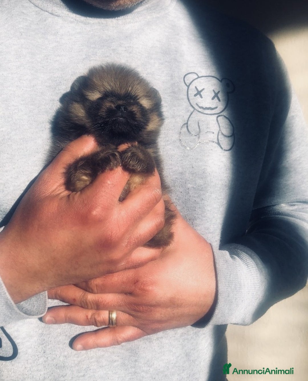 Volpino Pomerania cani in vendita: Pomerania selezionati, con Pedigree ENCI. - Annuncio 1