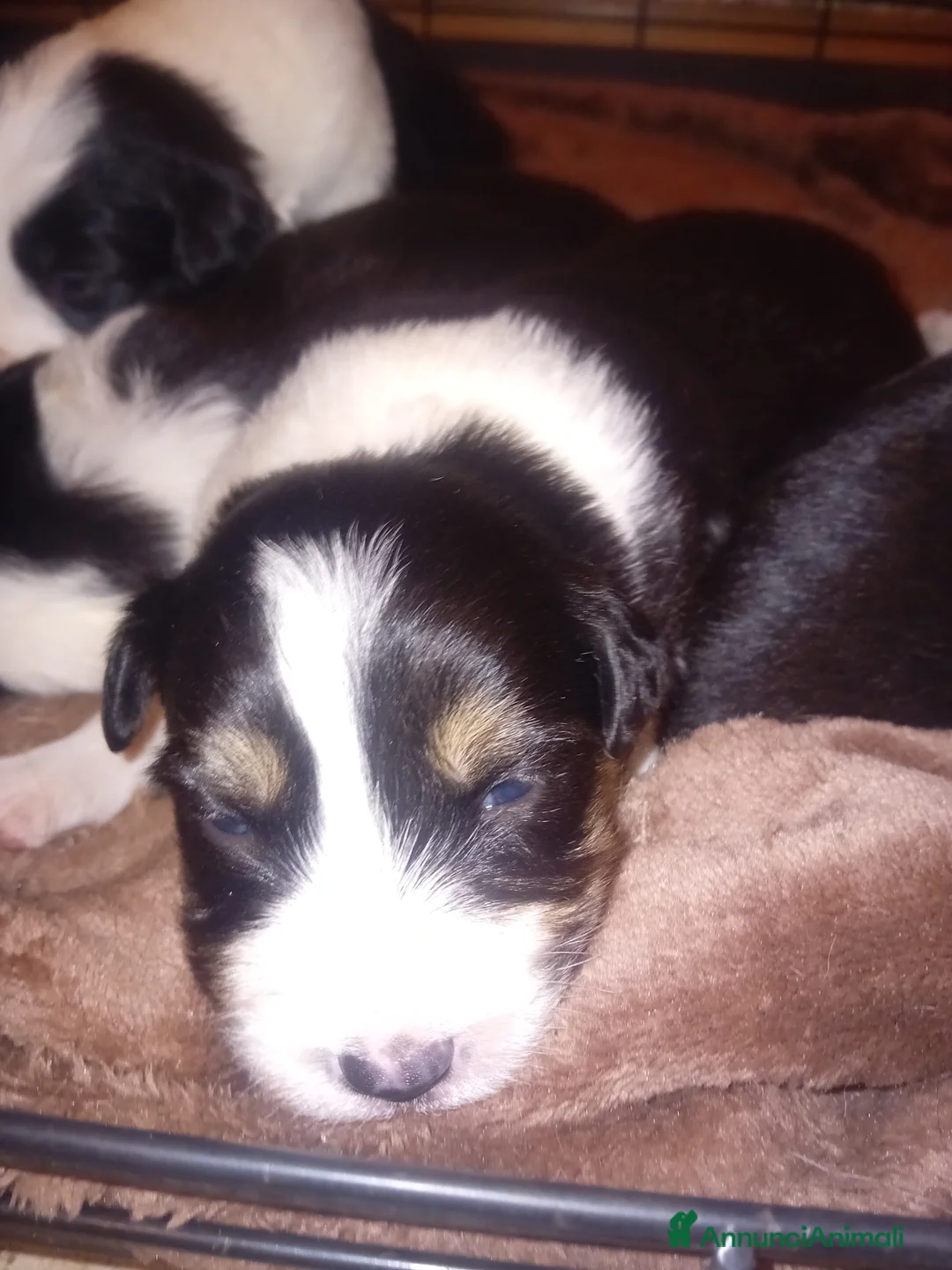 Border Collie cani in vendita: Cuccioli di border collie - Annuncio 2