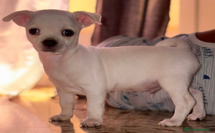 Chihuahua cani a Città metropolitana di Palermo - Annuncio 14