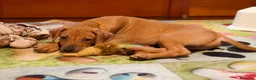 Rhodesian Ridgeback cani in vendita: Cuccioli Rhodesian Ridgeback con Pedigree ENCI - Annuncio 39
