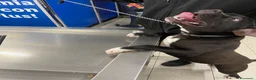Pitbull cani in regalo: Regalo cucciolo di pitbull  a Provincia autonoma di Bolzano - Alto Adige - Annuncio 2