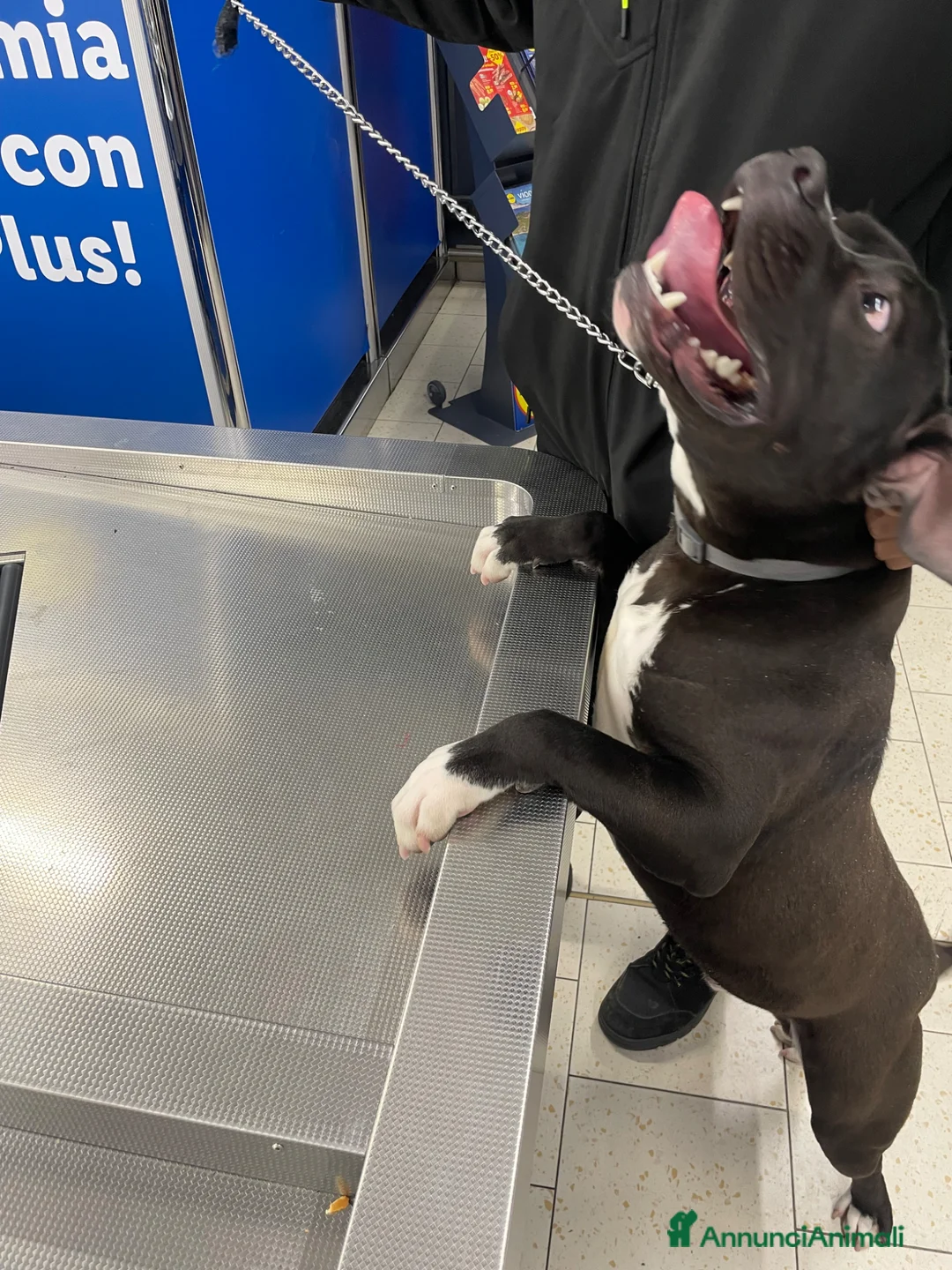 Pitbull cani in regalo: Regalo cucciolo di pitbull  a Provincia autonoma di Bolzano - Alto Adige - Annuncio 2