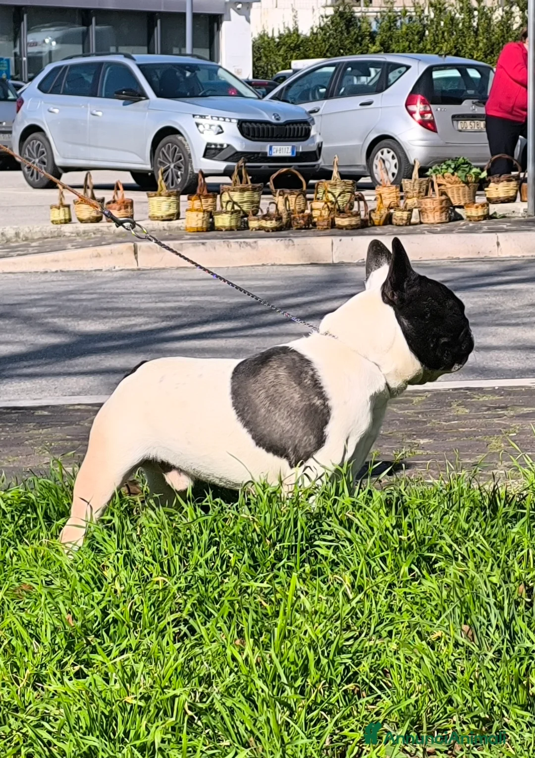 Bulldog Francese cani per accoppiamento: Bulldog francese x monta enci a Provincia di Salerno - Annuncio 10