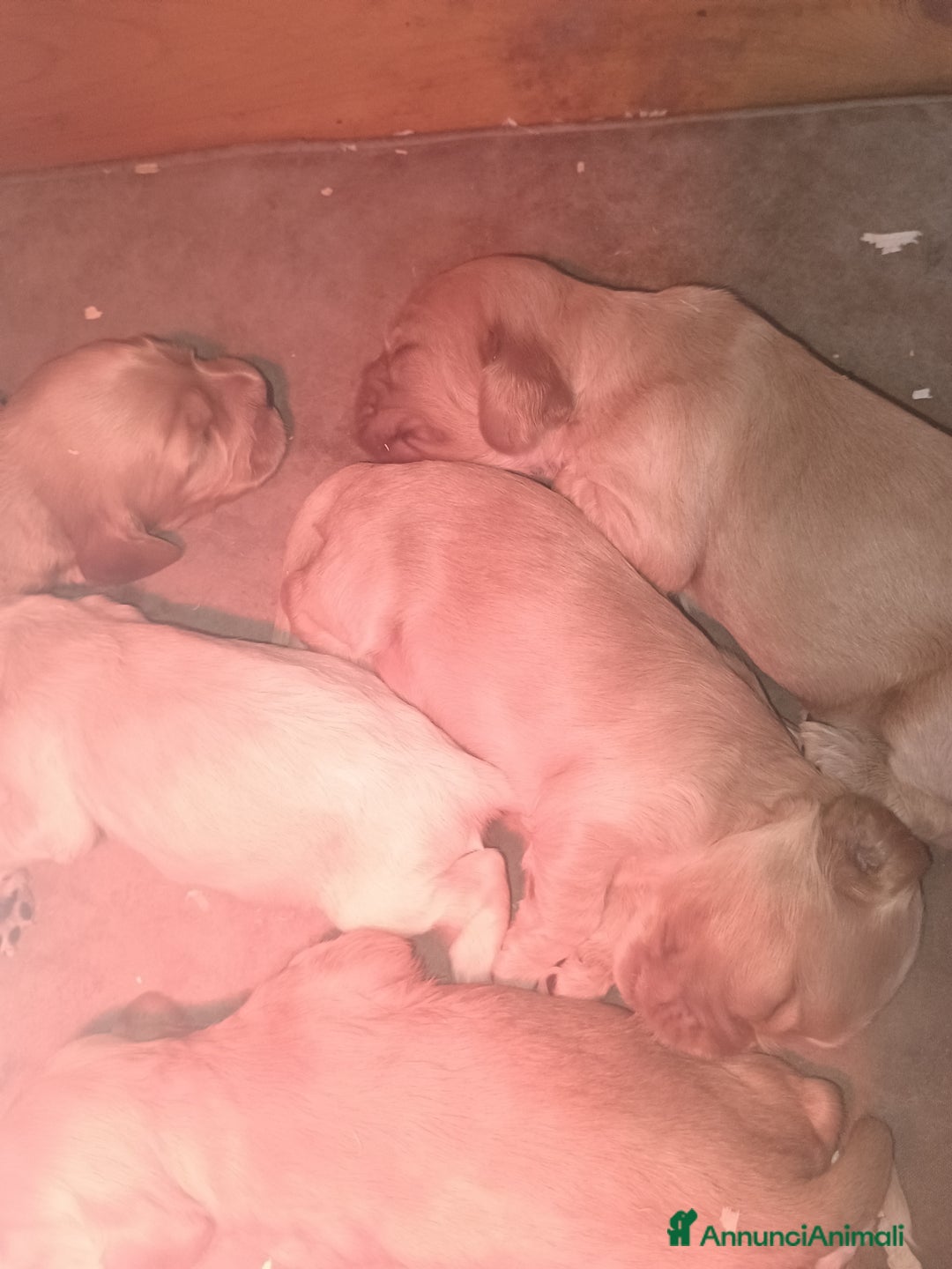 Cocker cani in vendita: Cocker spaniel - Annuncio 2