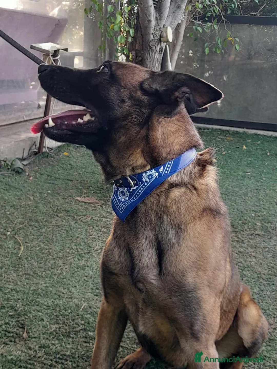 Meticcio cani in regalo: Akila, Malinois dolce e giocherellona - Annuncio 6