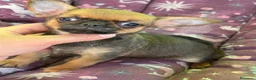 Chihuahua cani in vendita: Chihuahua femmina  - Annuncio 3