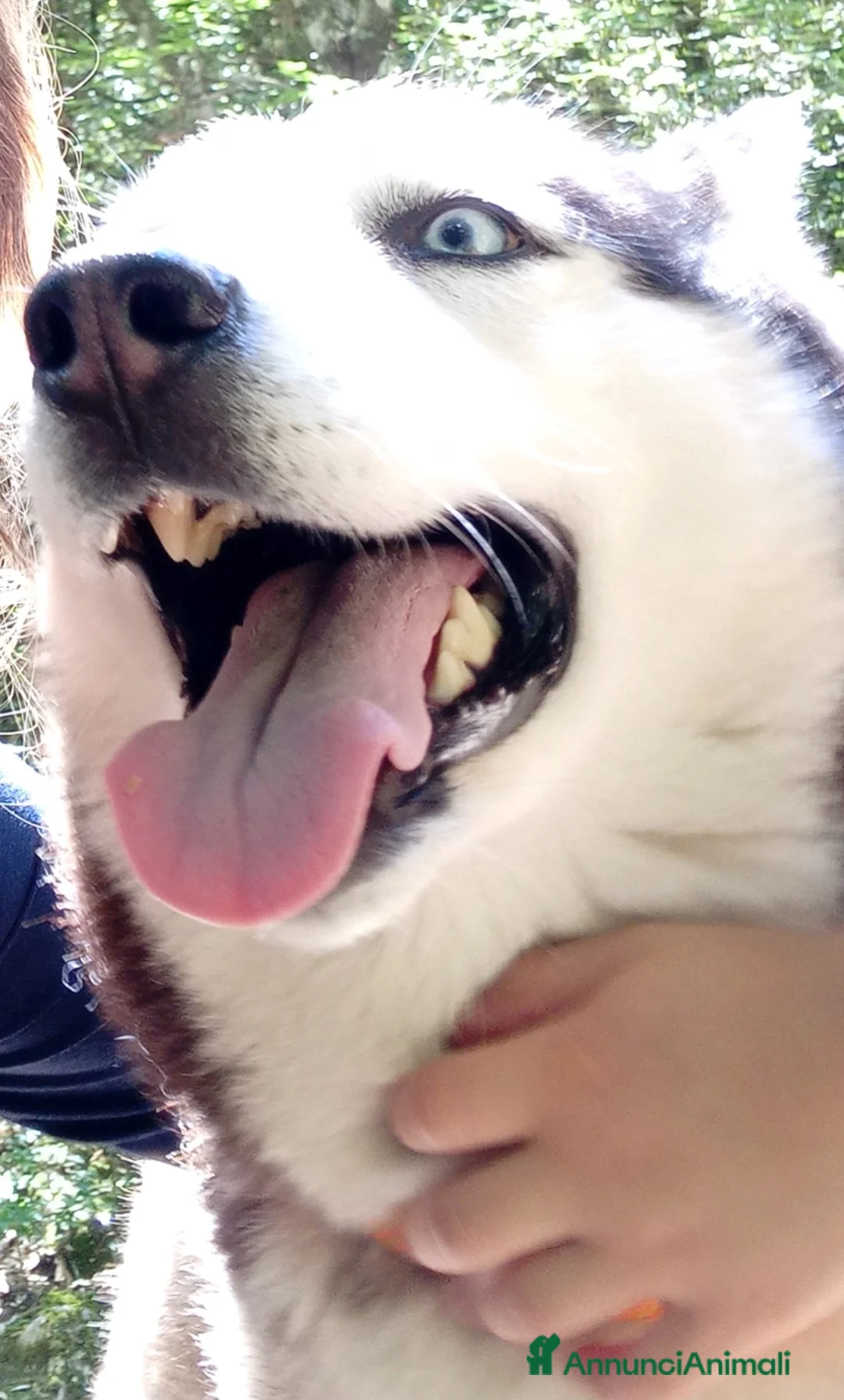 Husky cani in vendita: Cuccioli siberian husky con pedegree - Annuncio 9