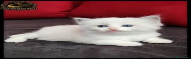 Ragdoll 2