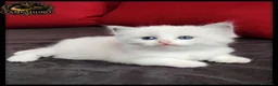 Ragdoll gatti in vendita: Cuccioli ragdoll con pedegree  - Annuncio 4