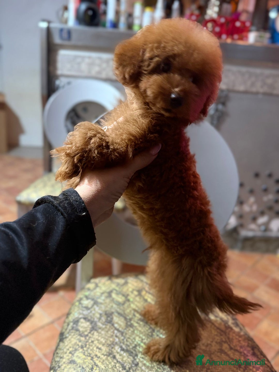 Barboncino Toy cani in vendita: Barboncino Toy con pedegree Enci  - Annuncio 5