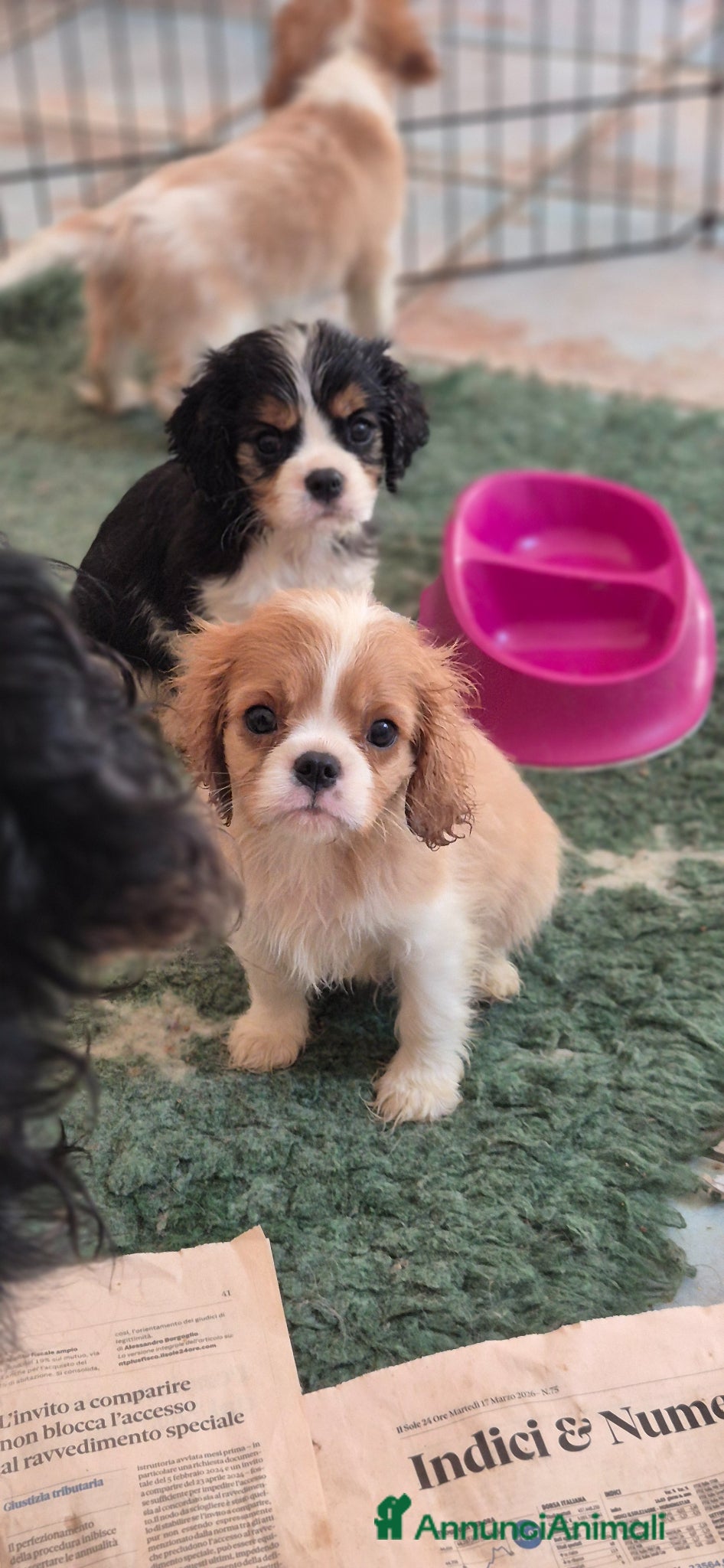 Cavalier King cani Cuccioli maschi di Cavalier king - Annuncio 4