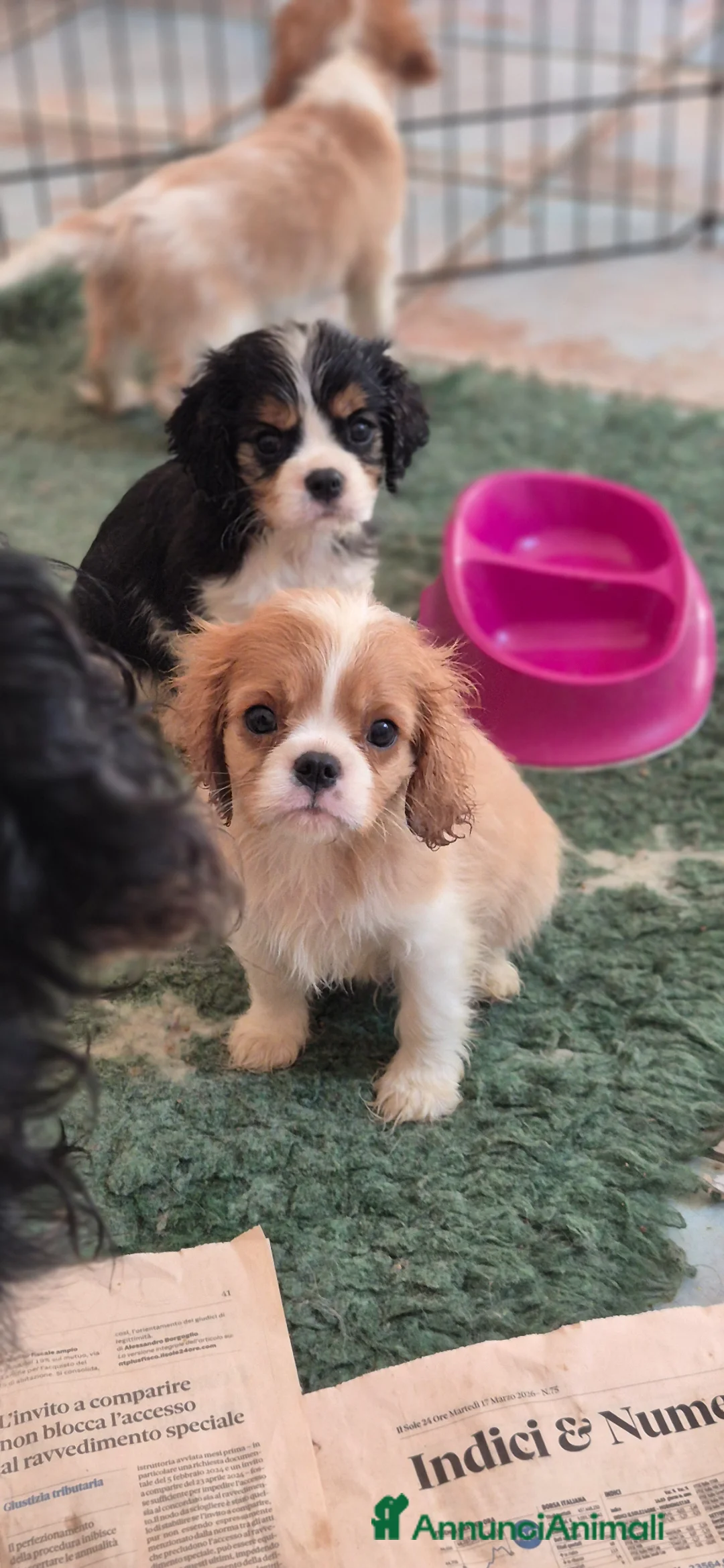 Cavalier King cani in vendita: Cuccioli maschi di Cavalier king - Annuncio 1