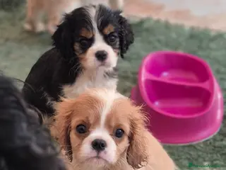 Cavalier King cani Cuccioli maschi di Cavalier king - Annuncio 4