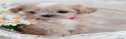 Maltipoo cani in vendita: Adorabili cuccioli Maltipoo F1 a Città metropolitana di Milano - Annuncio 1