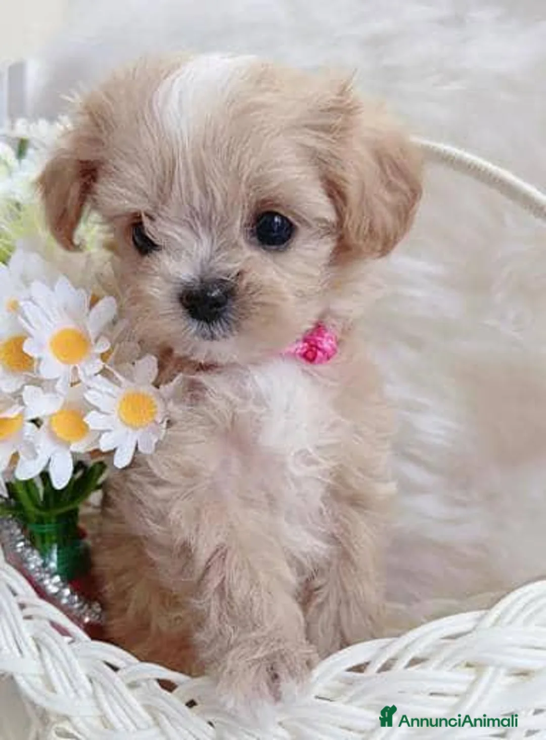 Maltipoo cani in vendita: Adorabili cuccioli Maltipoo F1 a Città metropolitana di Milano - Annuncio 1