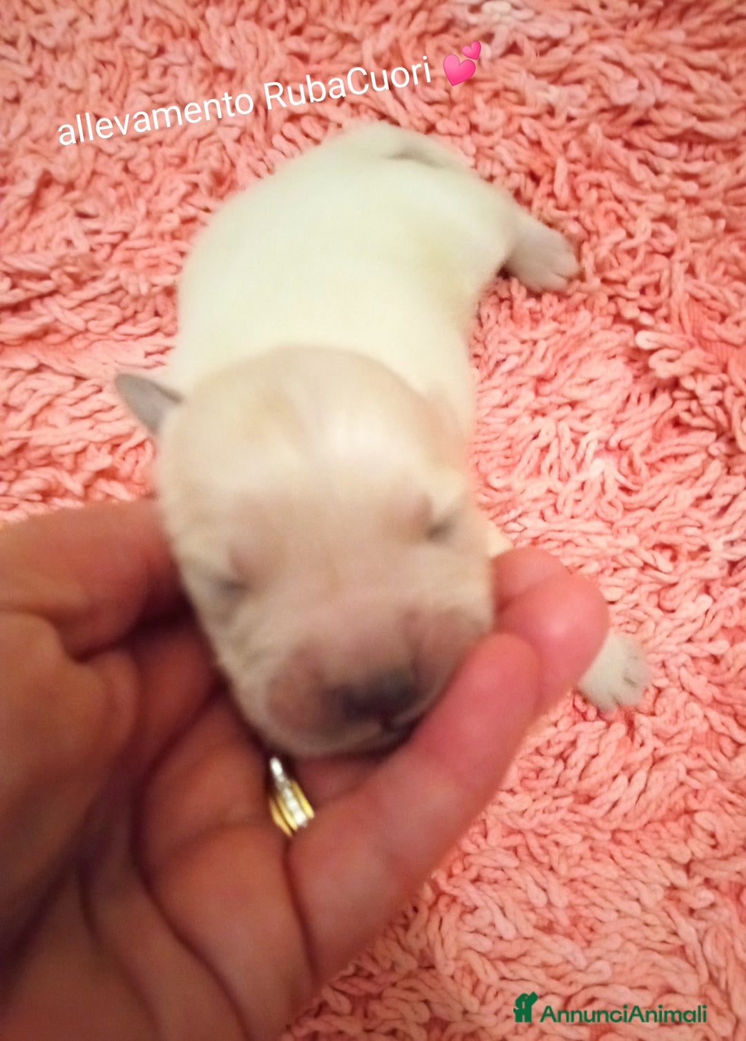 Golden Retriever cani in vendita: Golden retriever con pedigree ENCI  a Provincia di Treviso - Annuncio 6