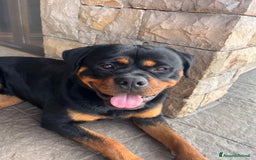 Rottweiler cani per accoppiamento: Rottweiler maschio - Immagine 4