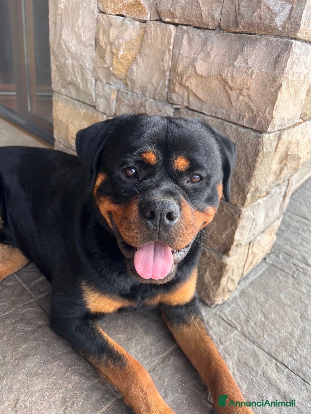 Rottweiler cani per accoppiamento: Rottweiler maschio - Immagine 4