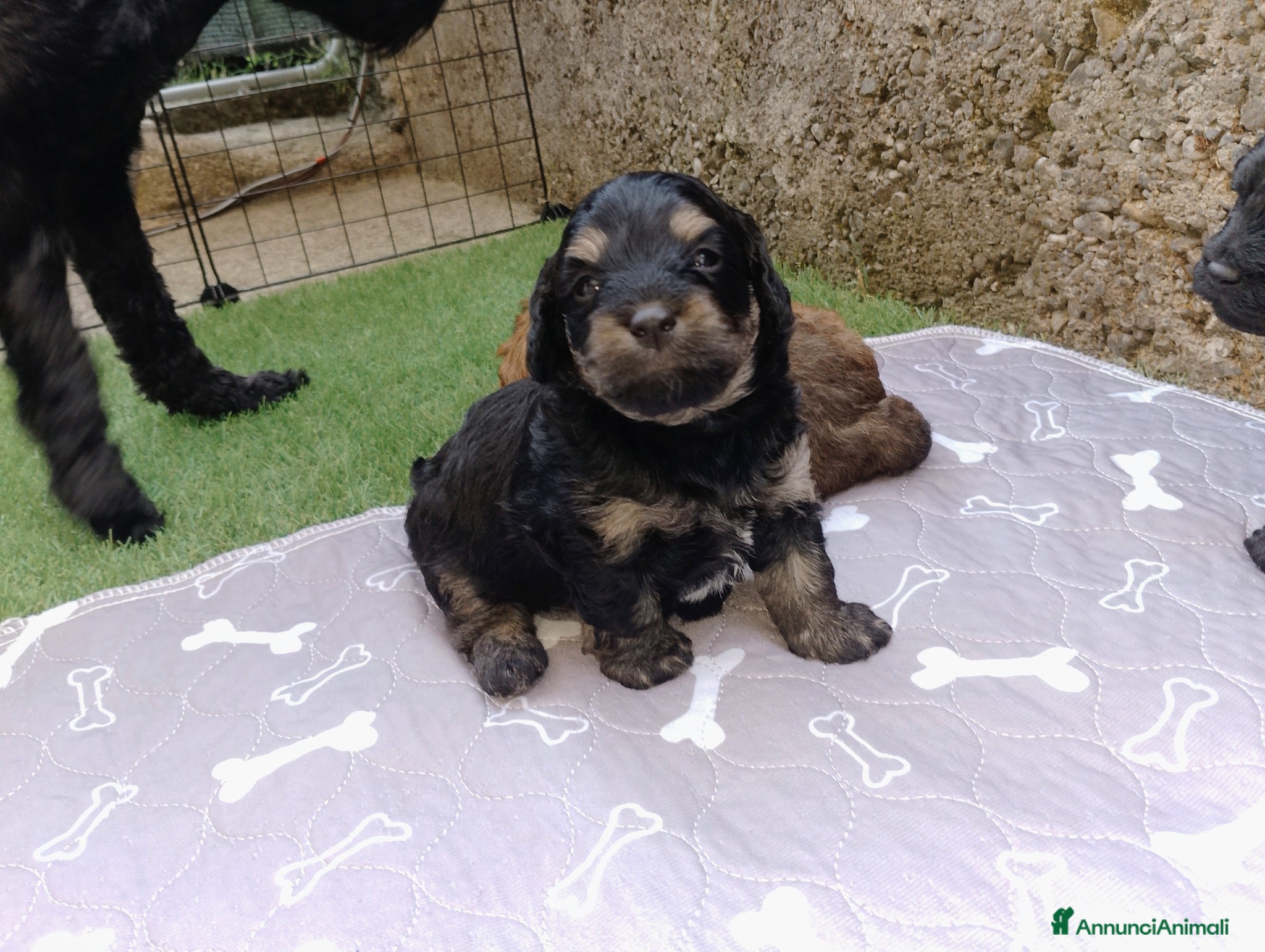 Maltipoo cani Maltipoo  - Annuncio 1