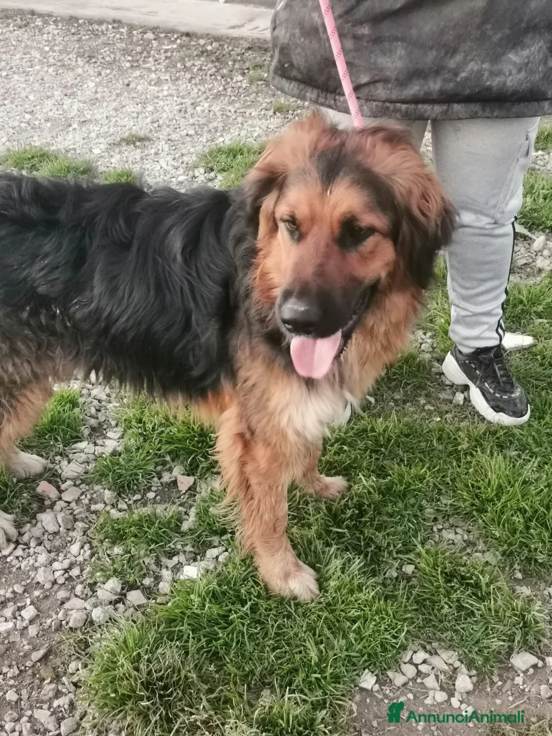 Meticcio cani in regalo: Pastorino 4anni splendido aspetta in canile.CALABR a Città Metropolitana di Milano - Annuncio 3