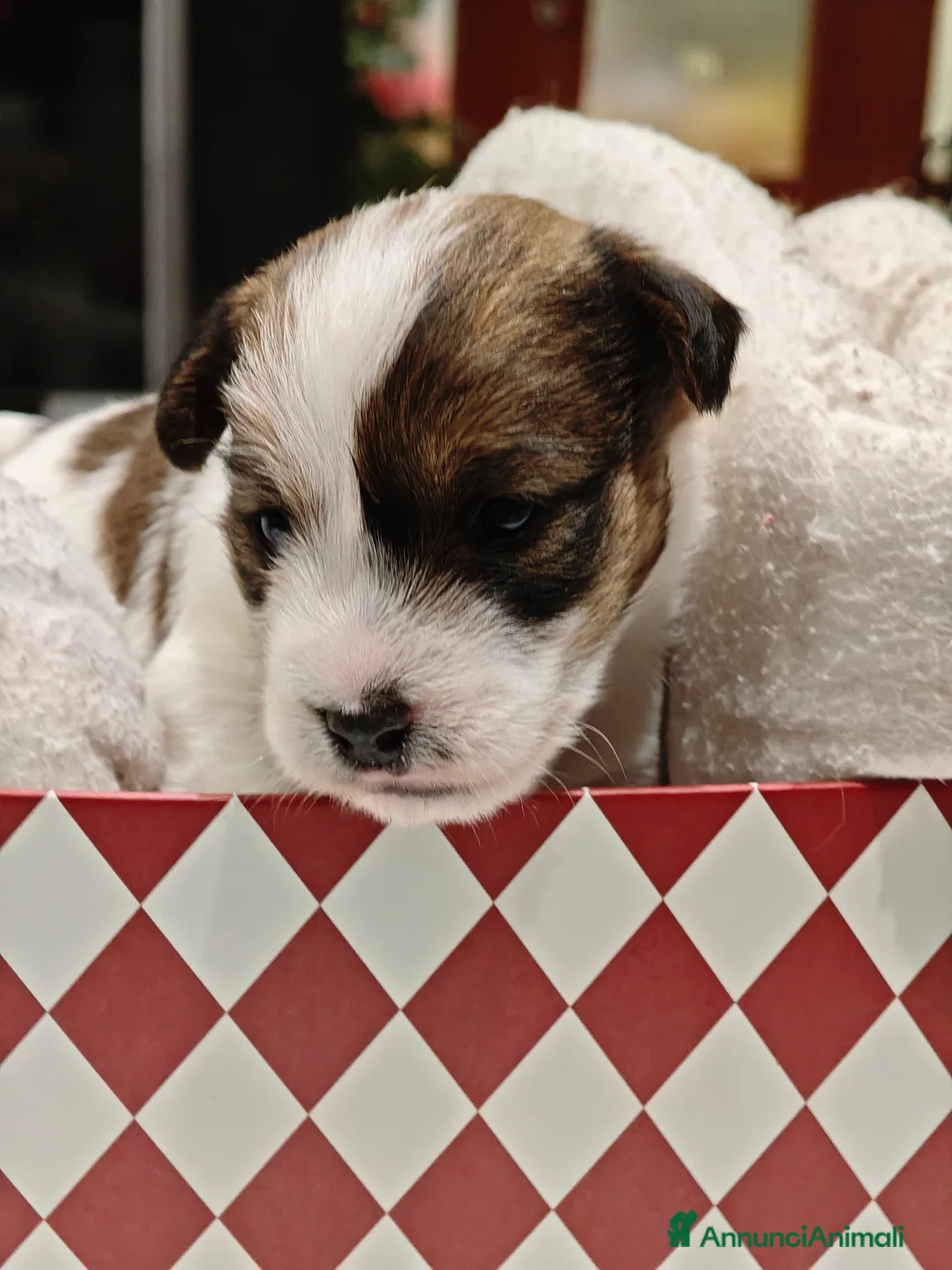 Jack Russell cani in vendita: Cuccioli Jack Russell Terrier pelo Ruvido Broken a Città metropolitana di Catania - Annuncio 2