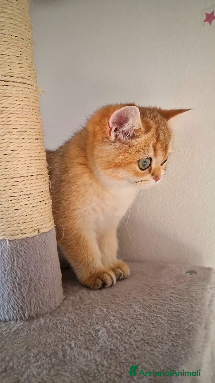 British gatti British Shorthair  - Annuncio 8