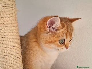 British gatti British Shorthair - Annuncio 8