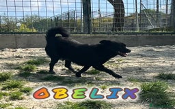Meticcio cani in regalo: OBELIX 3anni allegro affettuoso! tg piccola a Città Metropolitana di Firenze - Immagine 7