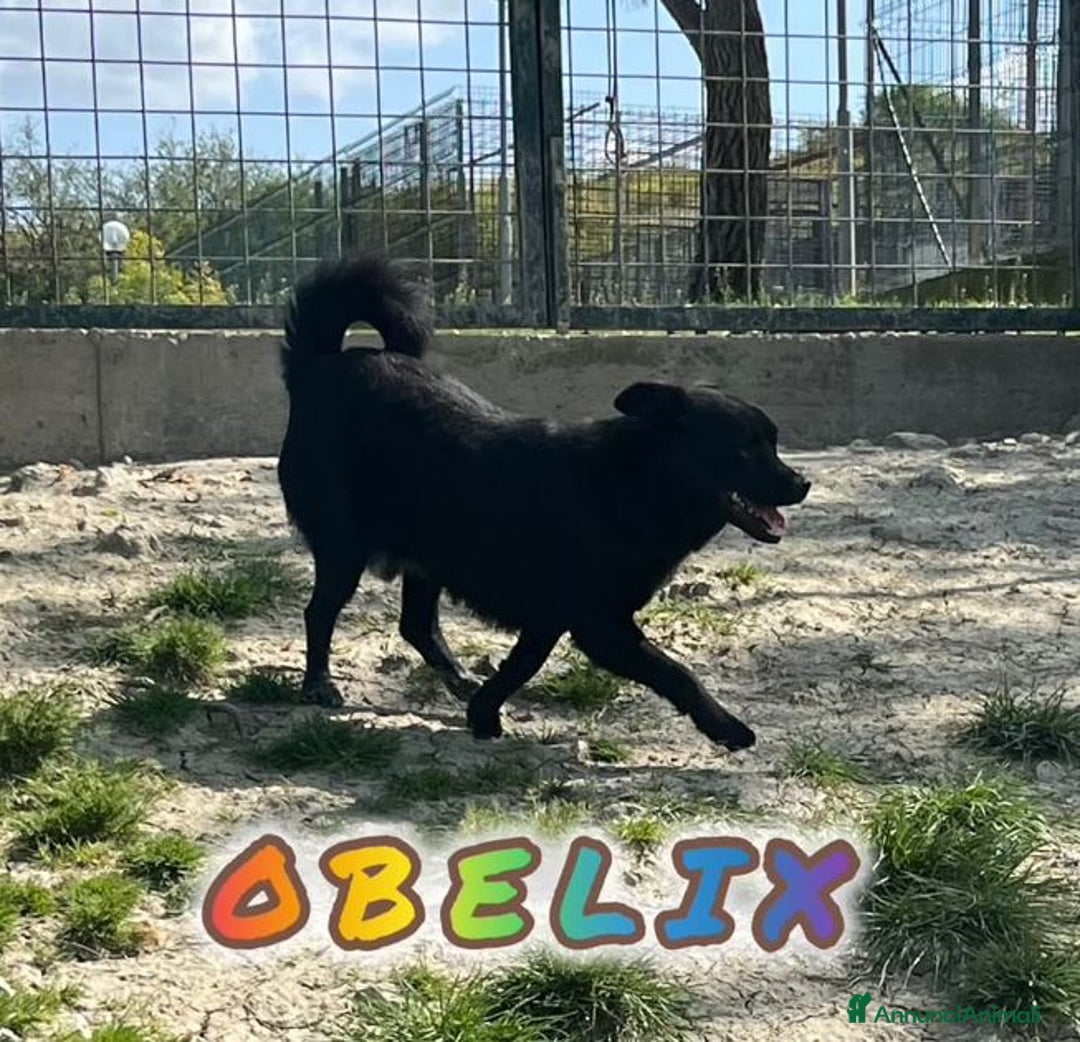 Meticcio cani in regalo: OBELIX 3anni allegro affettuoso! tg piccola a Città Metropolitana di Firenze - Immagine 7