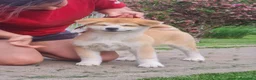 Akita Inu cani in vendita: Cuccioli Akita Inu – disponibili ancora 3 cuccioli - Annuncio 6