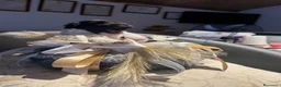 Maltese cani in vendita: Dolcissimi cuccioli di maltese super affettuoso   - Annuncio 10