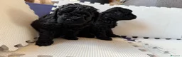 Barboncino cani in vendita: Barboncini nani - Annuncio 12