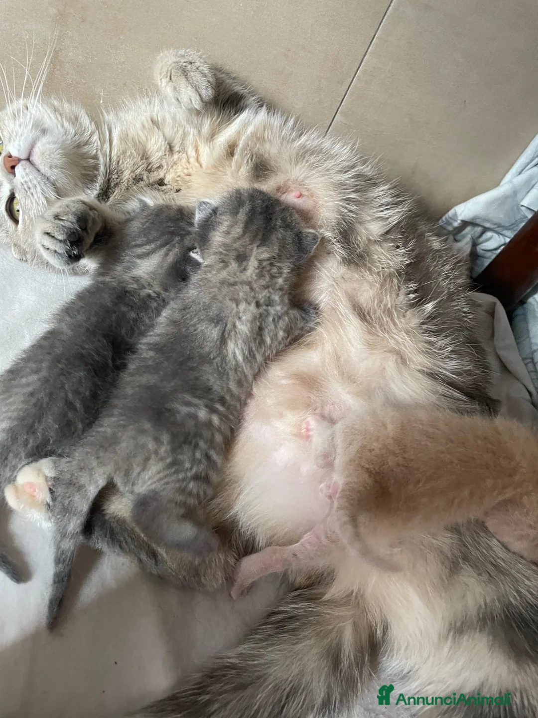 Scottish gatti in vendita: Cuccioli di gatto scottish/british a Provincia di Sondrio - Annuncio 1