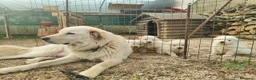 Pastore Maremmano cani in vendita: Maremmani  a Francavilla Fontana nati 30 dicembre - Annuncio 7