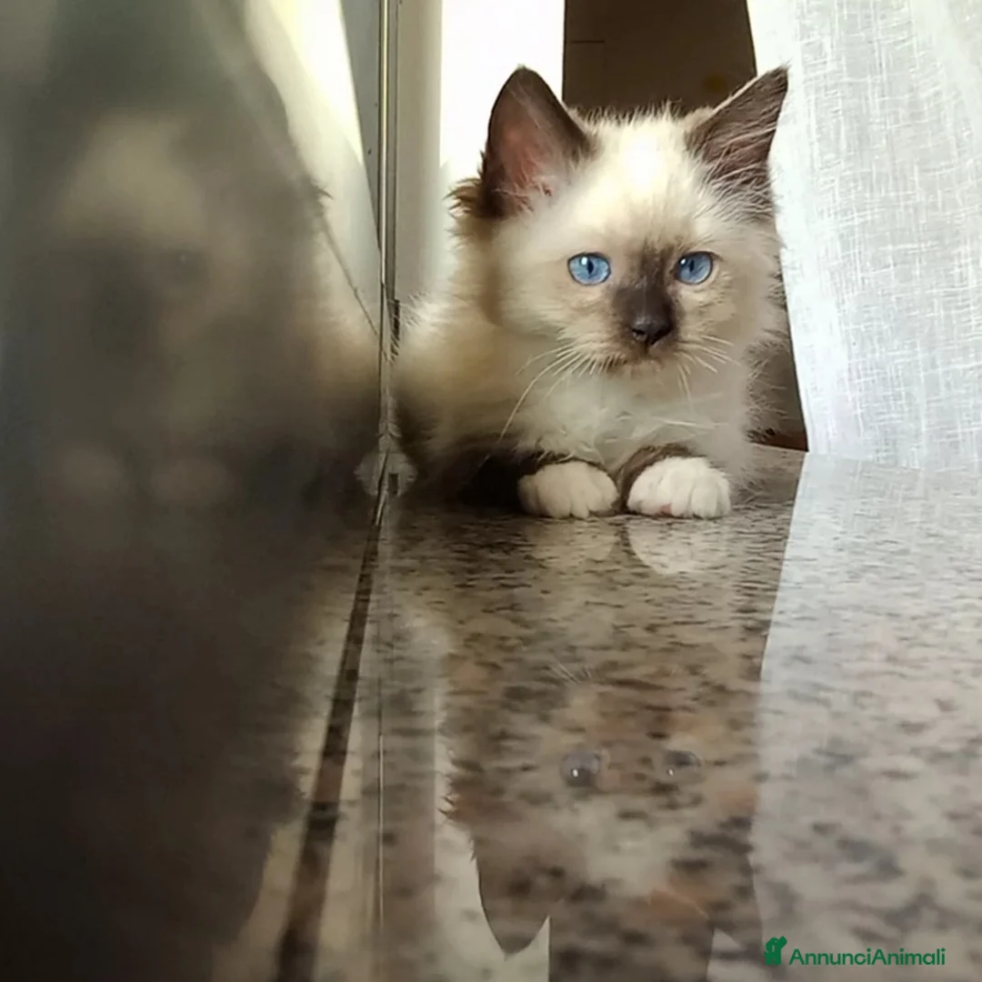 Immagine della galleria {{count}}