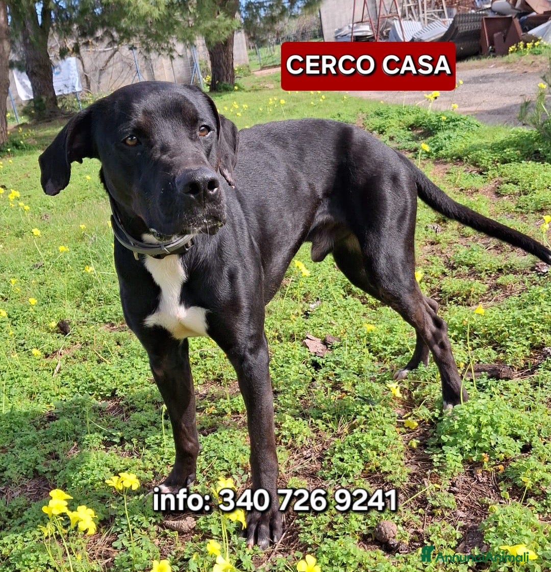 Meticcio cani BENNY 💙 UNO DI QUEI CANI CHE FANNO CASA - Annuncio 25