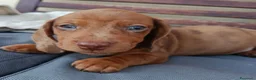Bassotto cani in vendita: Bassotto arlecchino fulvo - Annuncio 1