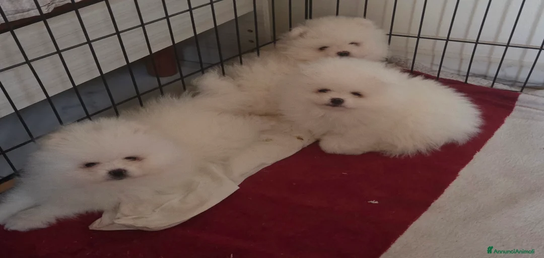 Immagine della galleria {{count}}