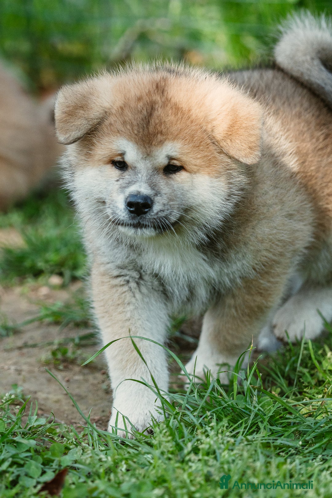 Akita Inu cani in vendita: Cuccioli di AKITA da allevamento ENCI  - Annuncio 6
