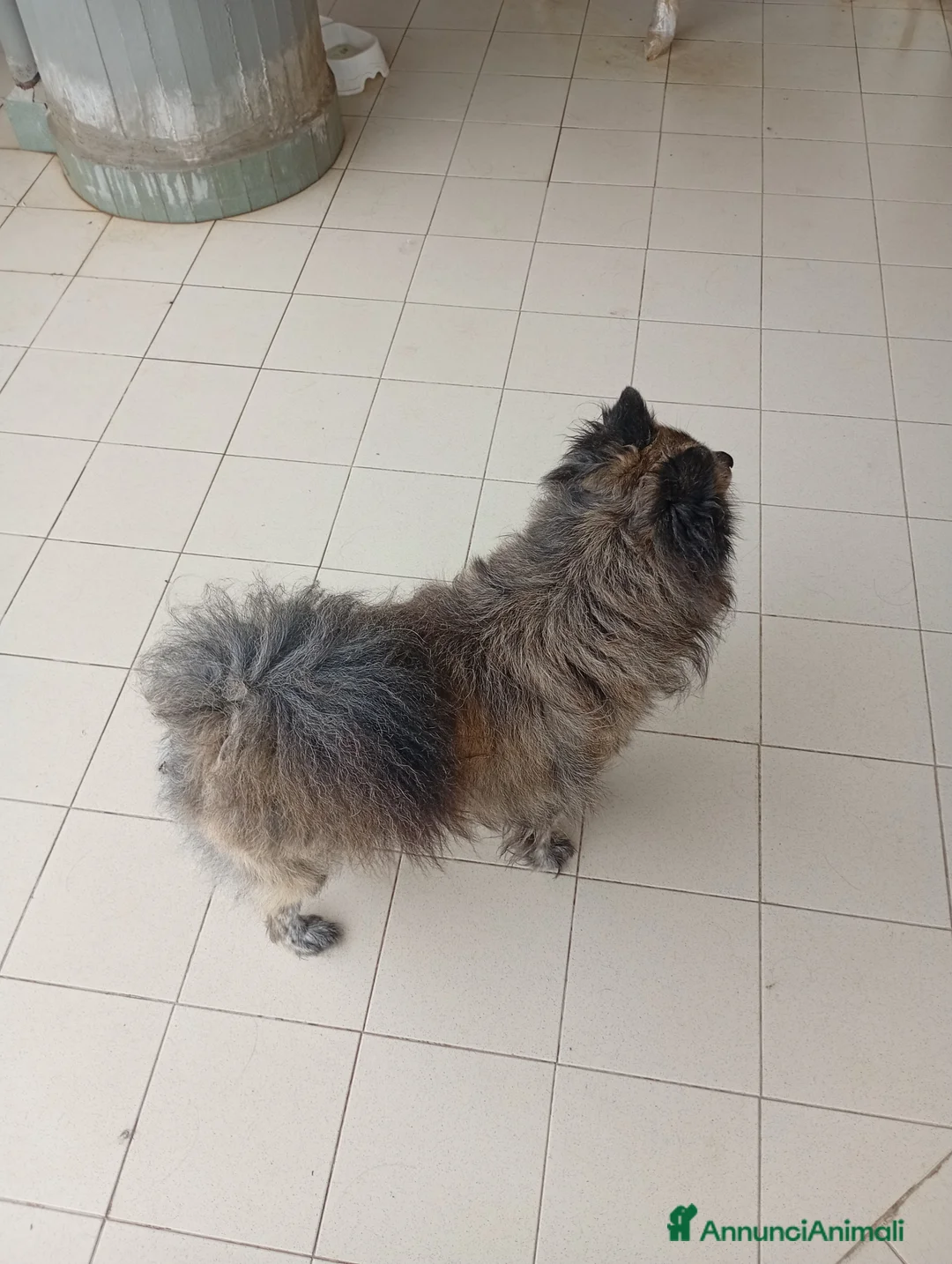 Volpino Italiano cani in regalo: Regalo Scirby , bellissimo volpino  - Annuncio 5